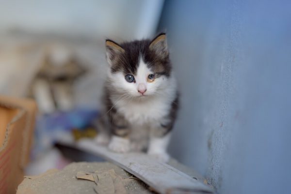 保護猫