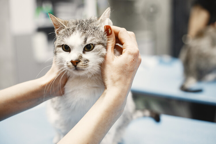 地域猫