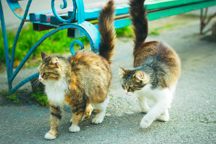 野良猫　寿命