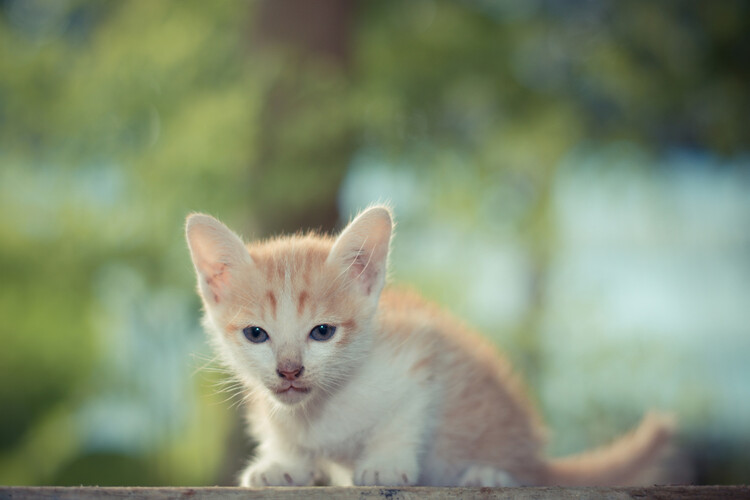 野良猫　寿命