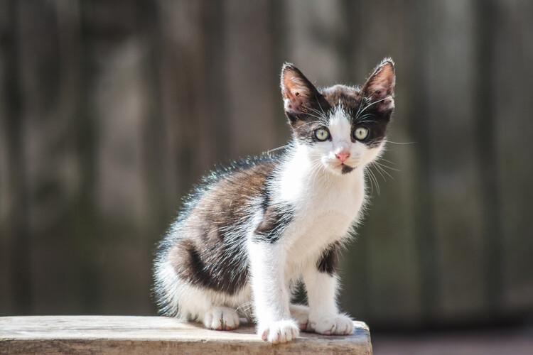 野良猫　寿命