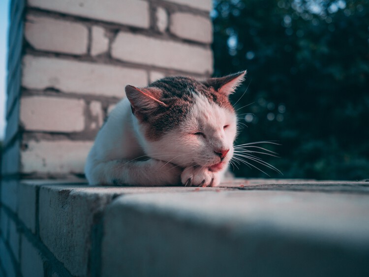 野良猫　寿命