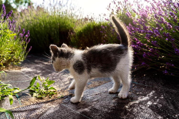 野良猫　寿命