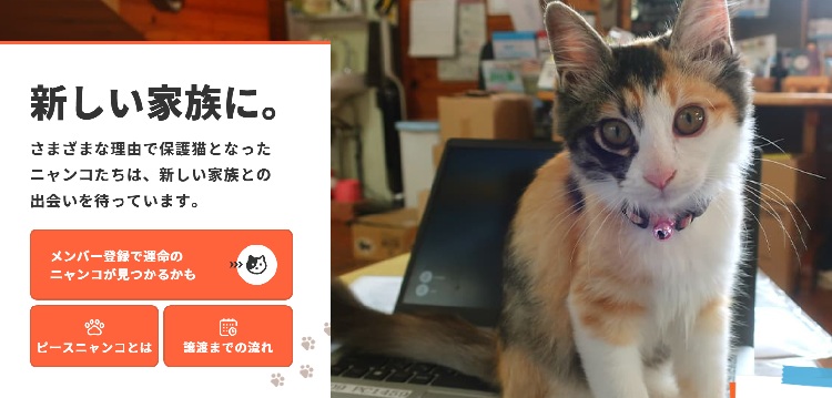 ピースニャンコ譲渡会