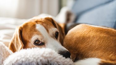 犬のネグレクトとは?具体例と通報先をわかりやすく解説