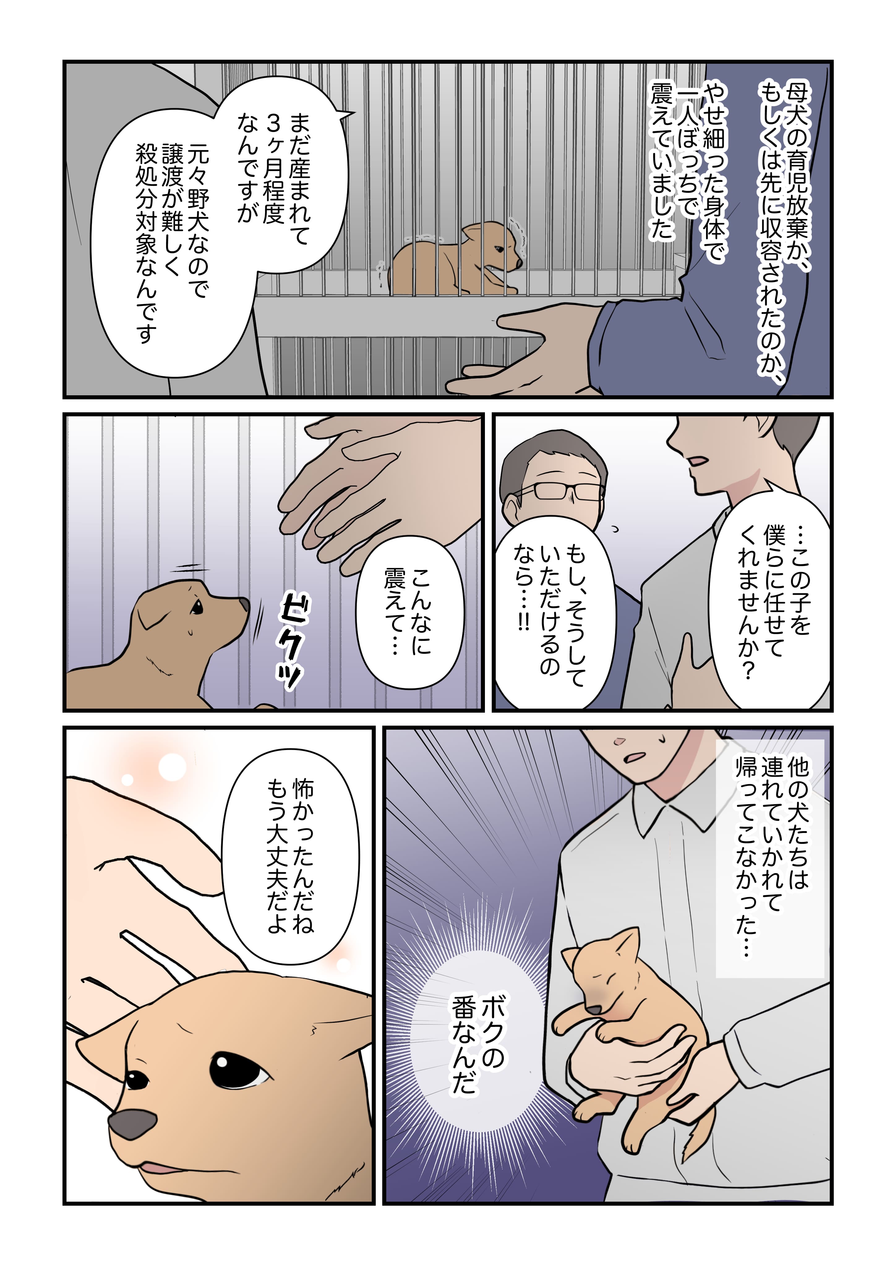 年間約2,500頭もの犬が殺処分されている現実。殺処分ゼロを目標に活動する「ピースワンコ・ジャパン」とは?│gooddoマガジン|寄付・社会 ...